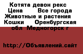 Котята девон рекс › Цена ­ 1 - Все города Животные и растения » Кошки   . Оренбургская обл.,Медногорск г.